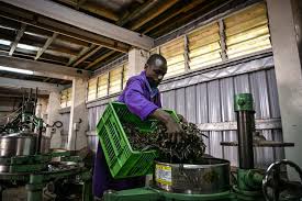 Mponde Holdings Company Ltd (Tea)
